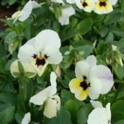 Viola cornuta Twix White with Eye
